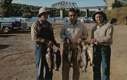 A Nice Catch of Rainbow Trout Postcard