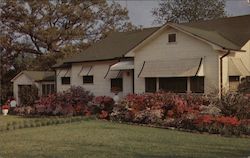 McComb Azaleas Postcard