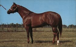 Skipa Star - 1975 World Champion 2 Yr Old Halter Horse Postcard