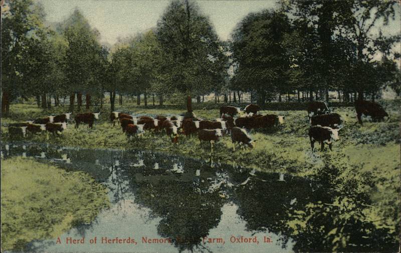 Herd of Herefords, Nemora Farm Oxford Iowa