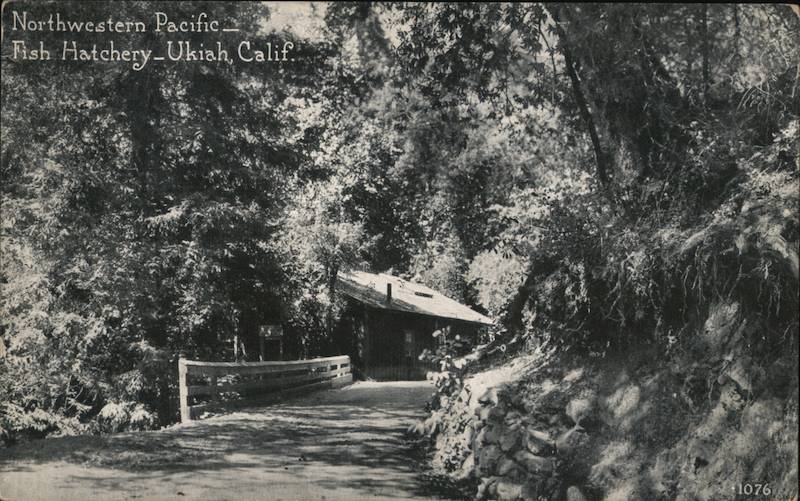 Northwestern Pacific Fish Hatchery Ukiah California