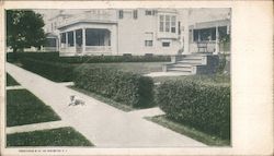 California Privet Hedge - New Haven Nurseries Postcard