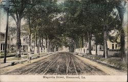 Magnolia Street Hammond, LA Postcard Postcard Postcard