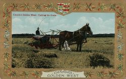 Canada's Golden West: Cutting the Grain Postcard