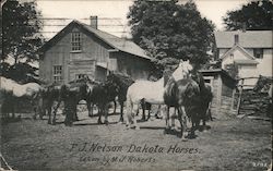 F J Nelson Dakota Horses Postcard