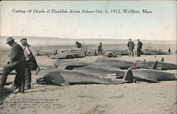 Cutting off Heads of Blackfish Driven Ashore Wellfleet, MA Postcard Postcard Postcard