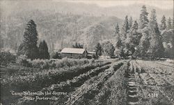 Camp Nelson in the Sierras Porterville, CA Postcard Postcard Postcard