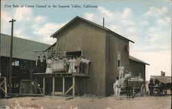 First Bale of Cotton Ginned Postcard