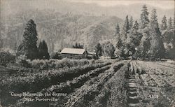 Camp Nelson in the Sierras Postcard