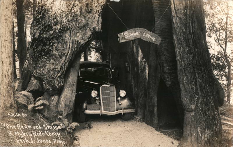 The Redwood Shrine, Myers Auto Camp Myers Flat California