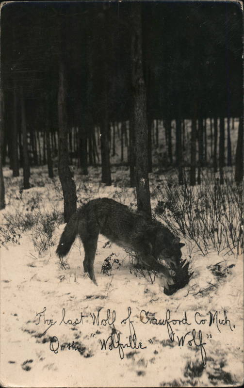 The last wolf of Crawford Co Mich. Michigan