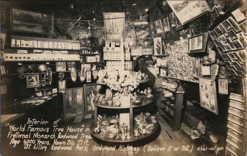Interior of World Famous Tree House in Fraternal Monarch Redwood Tree Piercy California