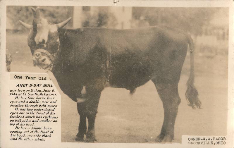 Andy D-Day Bull with 4 Horns 4 Eyes and a Double Nose