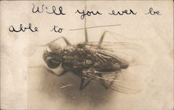 Close Up of a Fly "Will You Ever Be Able to Fly" Postcard