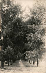 A Girl Standing on Moravian Avenue, Trees Hope, IN Postcard Postcard Postcard
