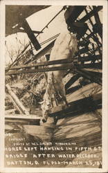 Horse Left Hanging in Fifth Street Bridge after Flood Water Receded Dayton, OH Postcard Postcard Postcard