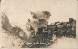 Mountain Goats standing on Rock Ledge Alberta Canada Postcard Postcard Postcard