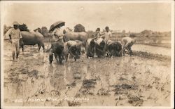 Workers Planting Rice Philippines Southeast Asia Postcard Postcard Postcard