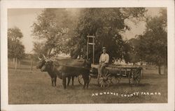 An Orange County Farmer With Ox-Pulled Cart Chester, NY Postcard Postcard Postcard