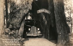 The Redwood Shrine, Myers Auto Camp Postcard