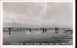 Clam Digging Pacific Ocean Beach Ocean City, WA Postcard Postcard Postcard