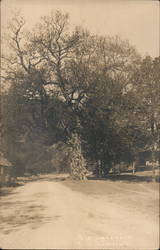 Old Landmark Tree Postcard