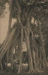 Two Million Dollar Largest Banyan Tree Fort Lauderdale, FL Postcard Postcard Postcard