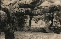 Pepper Trees Postcard
