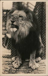 Lion at Gay's Lion Farm El Monte, CA Postcard Postcard Postcard