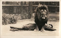 Lion Standing Over a Woman Postcard