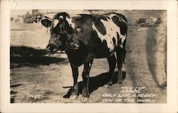 "Dolly" Only Live 2 Headed Cow in the World Postcard