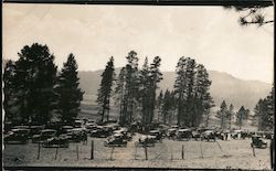 A view of old cars and trees. Postcard