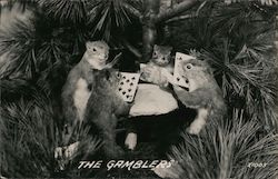 The Gamblers - Squirrels Playing Cards Postcard