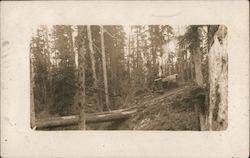 Logging Scene Near Cosmopolis, WA Washington Postcard Postcard Postcard