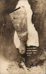 Bizarre Natural Freak of Redwood Burl Leg Eureka, CA Postcard Postcard Postcard