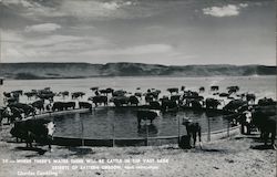 Cattle in the Vast Sage Deserts Frenchglen, OR Charles Conklin Postcard Postcard Postcard