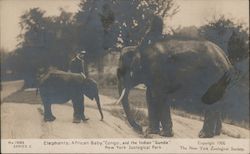 Elephants: African Baby "Congo" and the Indian "Gunda" Postcard