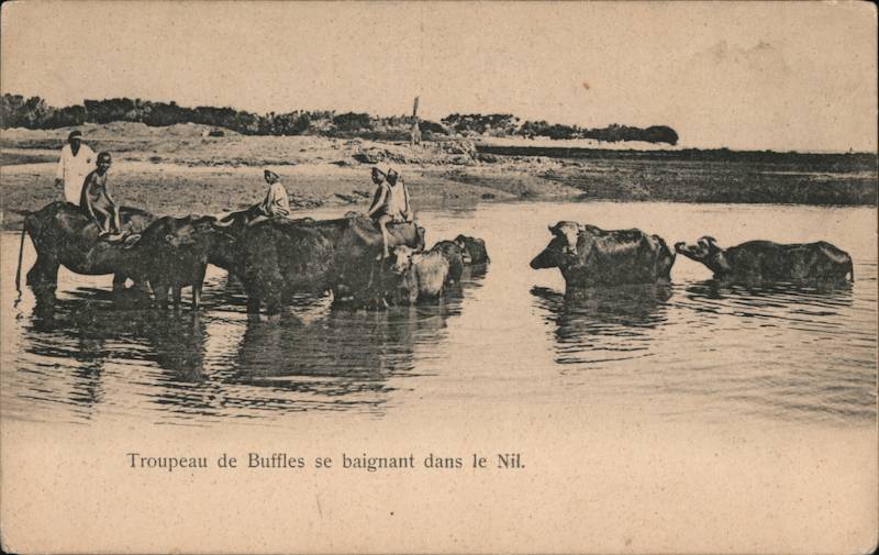 Herd of Buffalo Bathing in the Nile River