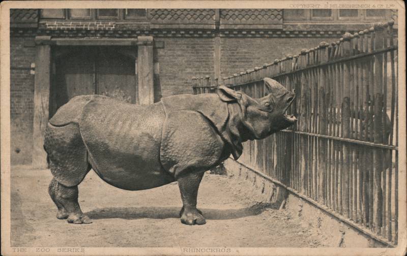 Rhinoceros, London Zoo England
