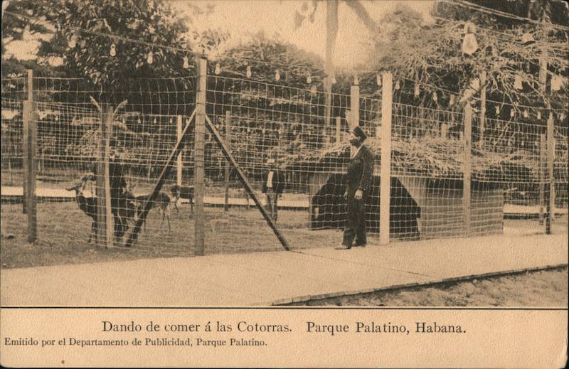 Feeding the Parrots, Palatino Park Havana Cuba