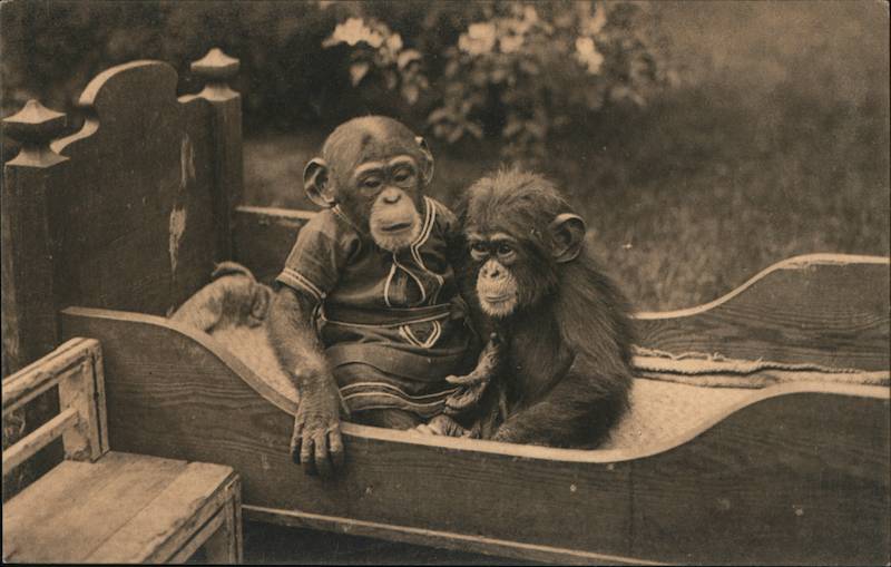 Chimpanzee in a Dress, Hagenbeck's Tierpark Stellingen-Hamburg Germany