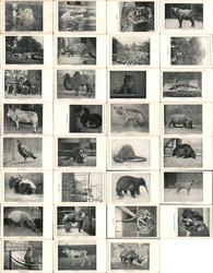 Set of 31: Zoological Society of London Animals Postcard