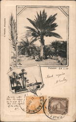Palmiers (palm trees) Postcard