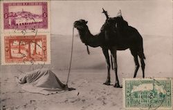 Camel Standing by as Rider Sleeps Postcard
