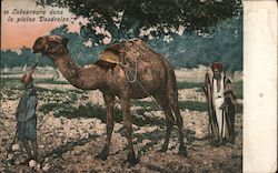 Laborers with Camel Plow on the Plain of Esdraelon Postcard