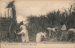 Sugar Cane Harvest Postcard