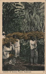Cosecha de banano Postcard