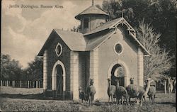 Llama, Zoological Gardens Buenos Aires, Argentina Postcard Postcard Postcard