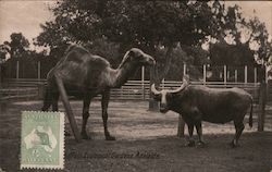 Camel and Water Buffalo, Zoological Gardens Postcard