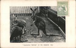 "Australian Natives" at the Adelaide Zoo MS Sarr Postcard Postcard Postcard